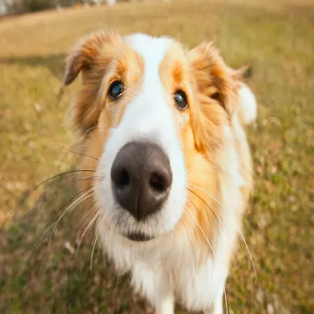 Lakefront Glamping W Pets Роскошный шатер